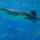 Donsol-Sorsogon-Whale-Shark