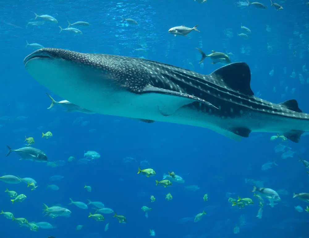 Donsol-Sorsogon-Whale-Shark