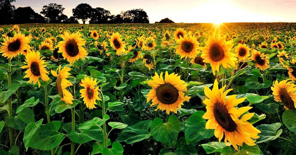 Tayug-Sunflowers-phbus