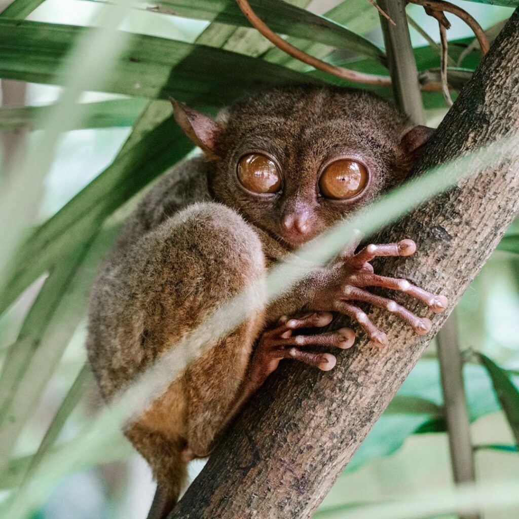 Philippine Tarsier Sanctuary, Corella