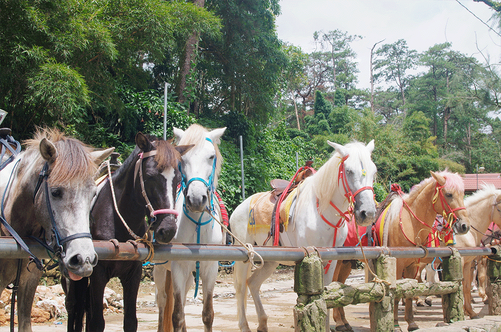 horseback-riding-rental