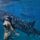 Oslob Cebu Whale Shark Watching: Should You Visit?