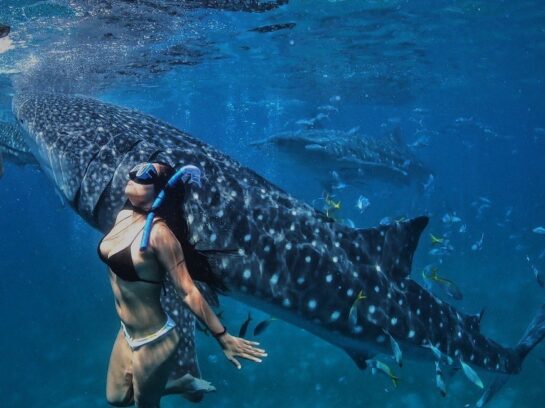 Oslob Cebu Whale Shark Watching: Should You Visit?