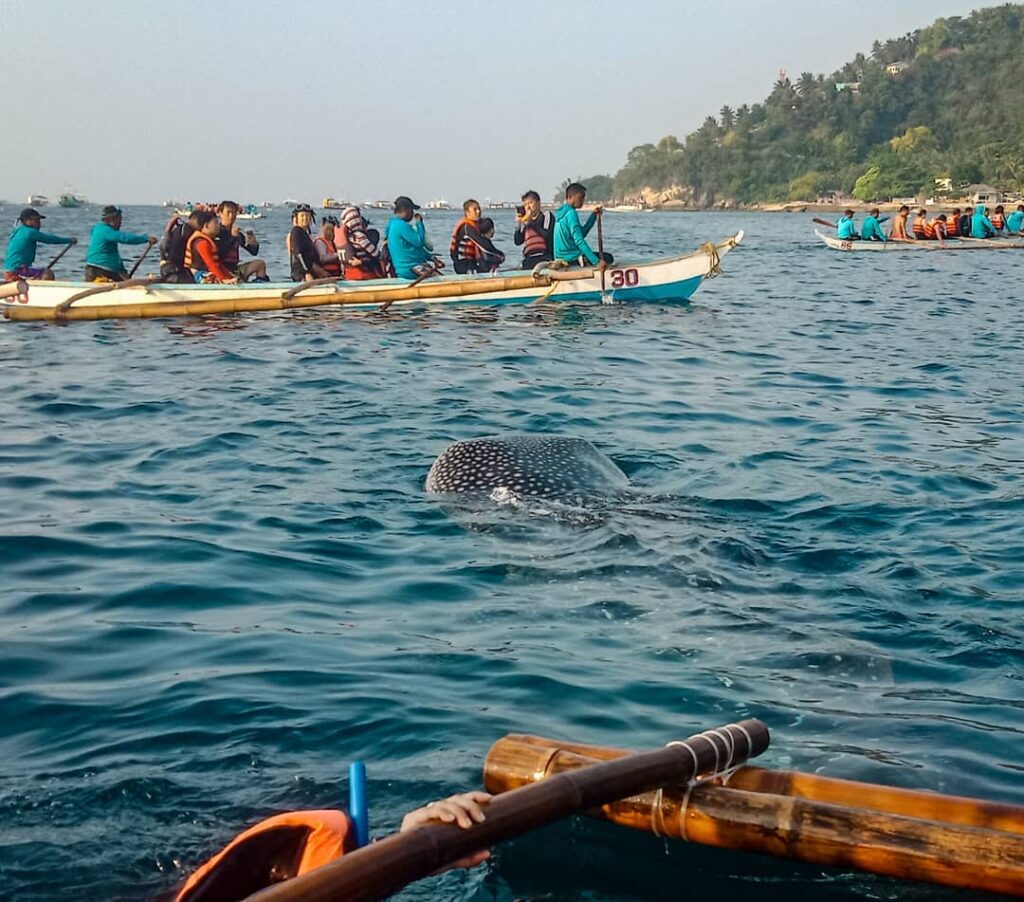 Should you Visit the Oslob Whale Sharks?