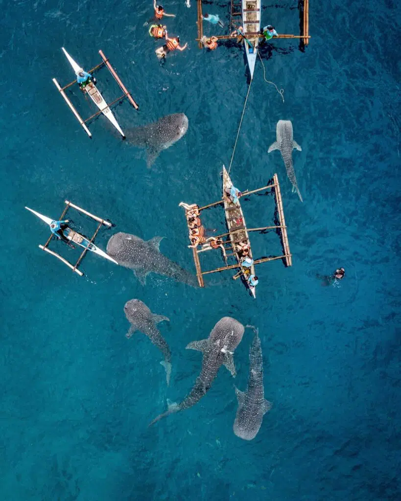 What to Expect at Oslob’s Whale Shark Watching