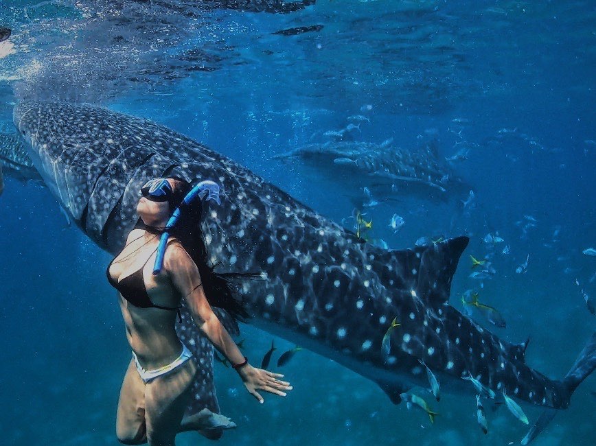 oslob cebu whale shark watching