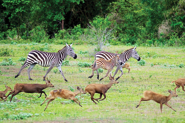 calauit-safari-park