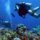 Best Dive Spots and Diving Centers in Coron